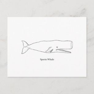 Postal Ilustracion Sperm Whale (arte de la línea)