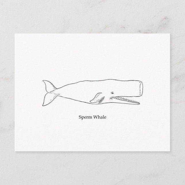 Postal Ilustracion Sperm Whale (arte de la línea) (Anverso)