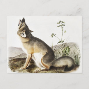 Postal Ilustracion Swift Fox (Vulpes velox)