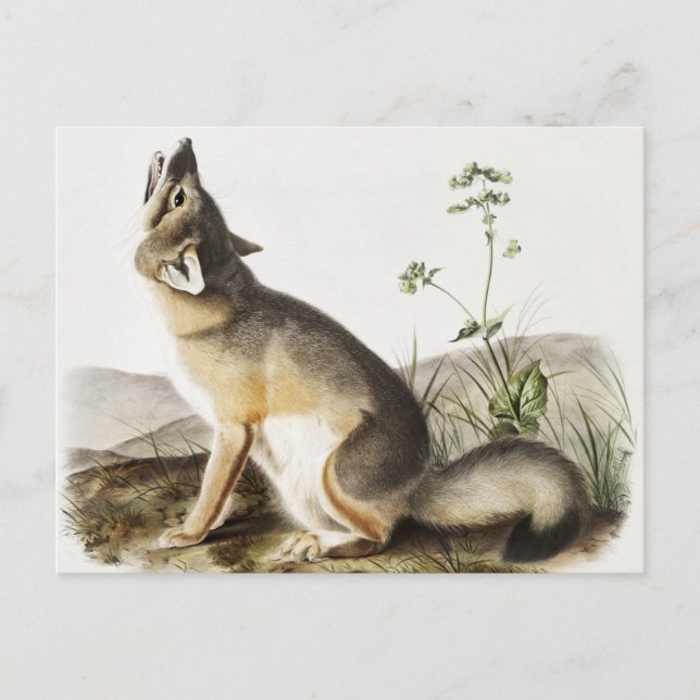 Postal Ilustracion Swift Fox (Vulpes velox) (Anverso)