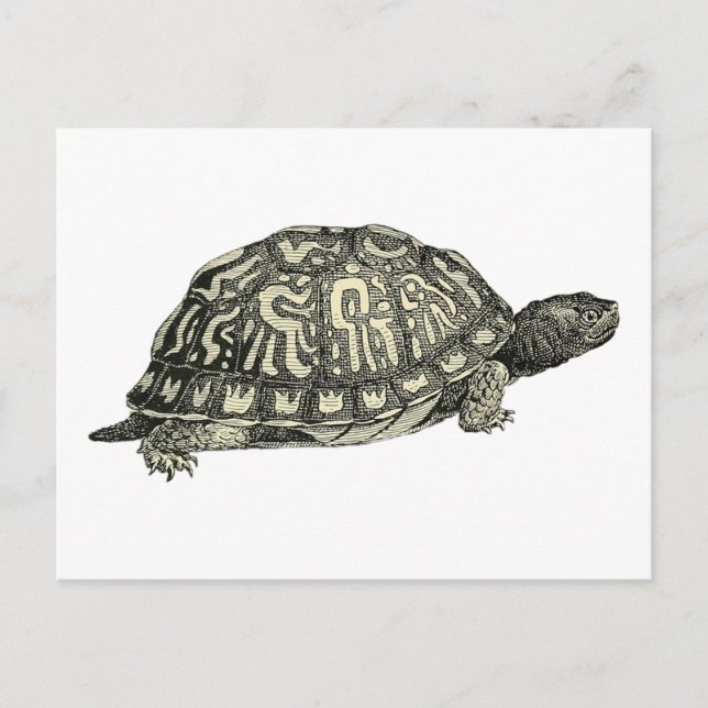 Postal Ilustracion Tortoise de época (Anverso)