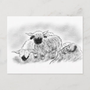 Postal Ilustracion Valais Blacknose Sheep