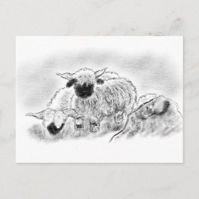 Postal Ilustracion Valais Blacknose Sheep (Anverso)