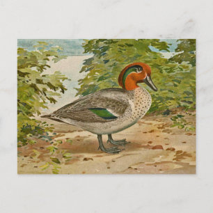 Postal Ilustracion Verde azulado de ala verde