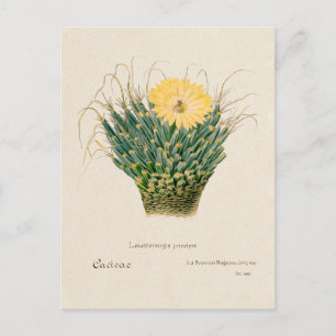 Postal Ilustracion Vintage Agave Cactus
