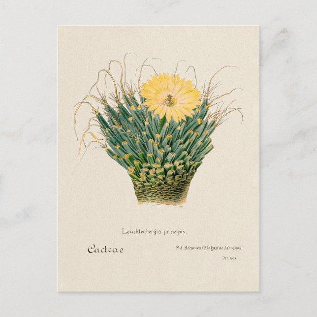 Postal Ilustracion Vintage Agave Cactus (Anverso)
