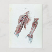 Ilustracion Vintage Anatomía Armas y Manos Humanos