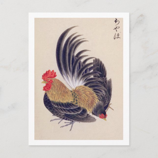 Postal Ilustracion vintage: Bantam japonés (Anverso)