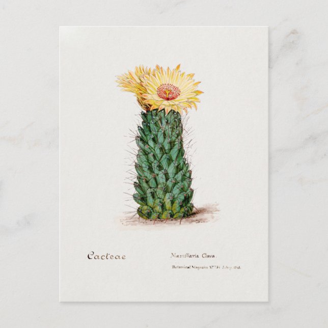 Postal Ilustracion Vintage Beehive Cactus (Anverso)