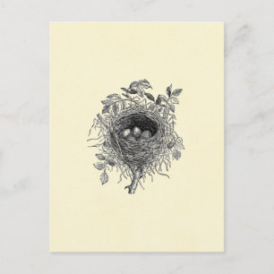 Postal Ilustracion Vintage Bird Nest
