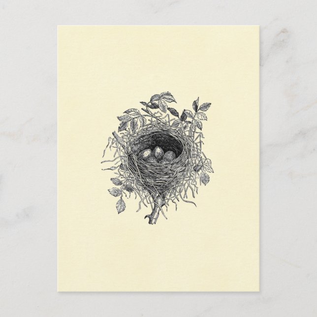Postal Ilustracion Vintage Bird Nest (Anverso)