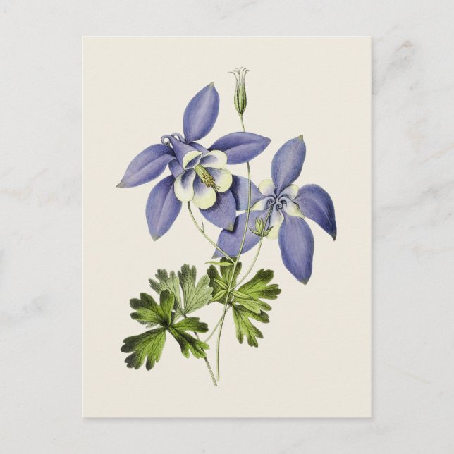 Postal Ilustracion Vintage Blue Columbine Flower (Anverso)
