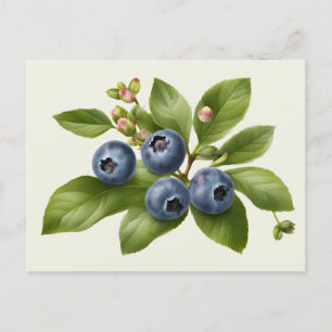 Postal Ilustracion Vintage Blueberry Fruit