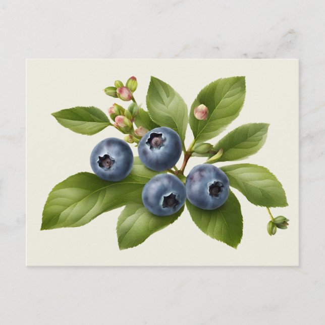 Postal Ilustracion Vintage Blueberry Fruit (Anverso)