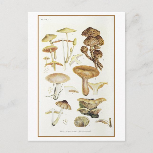 Postal Ilustracion Vintage Brown Mushroom (Anverso)