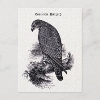 Postal ilustracion vintage "Common Buzzard"