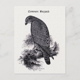 Postal ilustracion vintage "Common Buzzard"