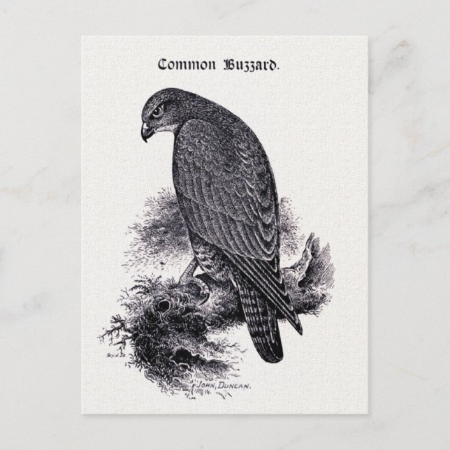Postal ilustracion vintage "Common Buzzard" (Anverso)