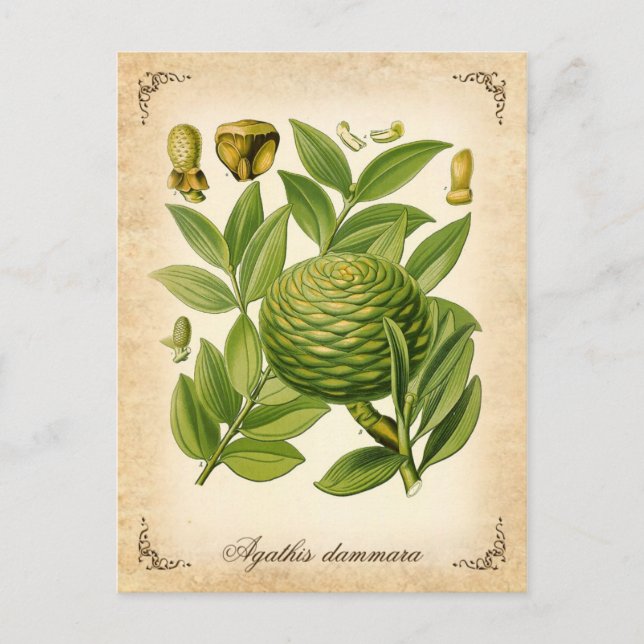 Postal Ilustracion vintage de Agathis dammara (Anverso)