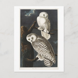 Postal Ilustración Vintage de Búho Nival de Audubon