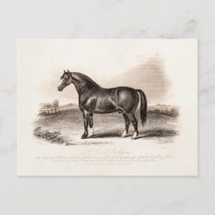 Postal Ilustracion vintage de caballos de los años 1800