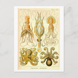Postal Ilustración Vintage de Calamar y Pulpo