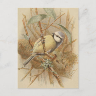 Postal Ilustración Vintage de Herrerillo Común