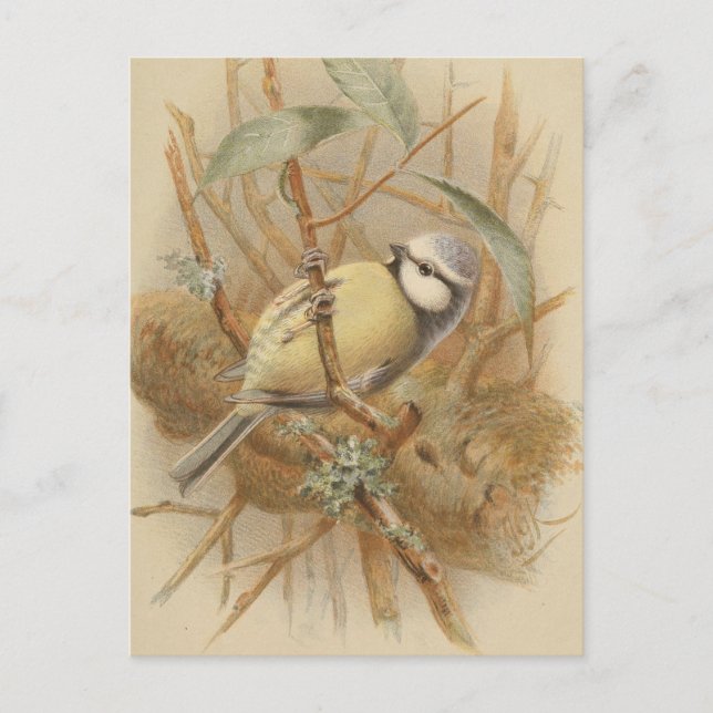 Postal Ilustración Vintage de Herrerillo Común (Anverso)