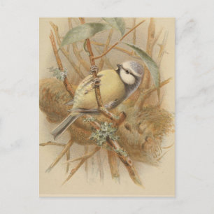 Postal Ilustración Vintage de Herrerillo Común