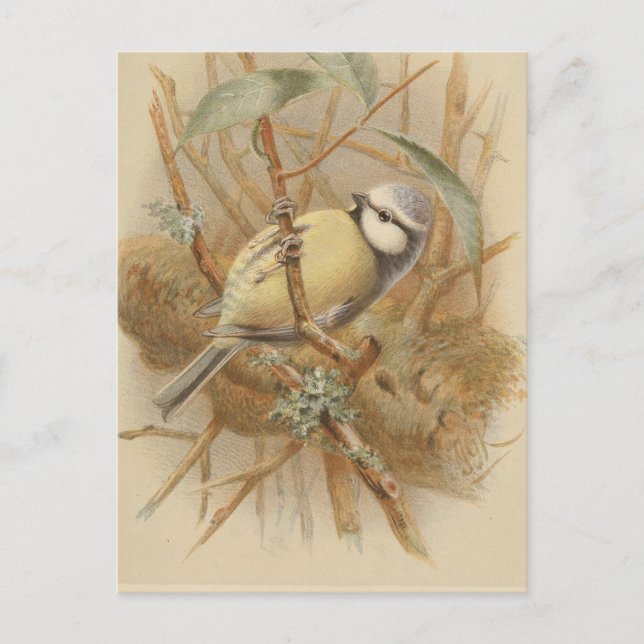 Postal Ilustración Vintage de Herrerillo Común (Anverso)