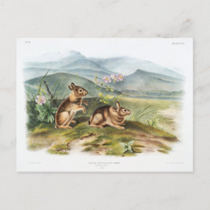 Postal Ilustracion vintage de la liebre de Nuttall por Au