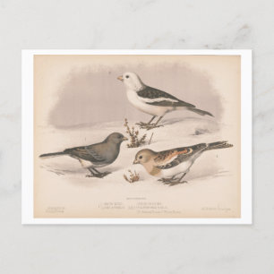 Postal Ilustracion vintage de las aves de nieve