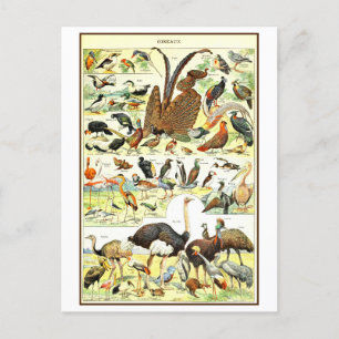 Postal Ilustracion vintage de las aves en francés