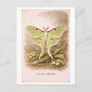 Postal Ilustración vintage de luna moth