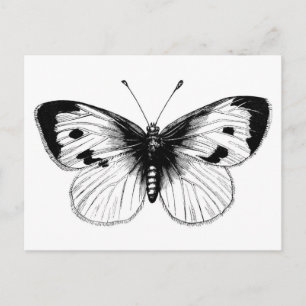 Postal Ilustración vintage de mariposa de la col blanca