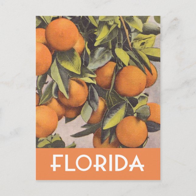 Postal Ilustracion vintage de naranjas de Florida (Anverso)