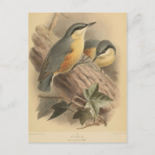 Postal Ilustracion vintage de Nuthatch