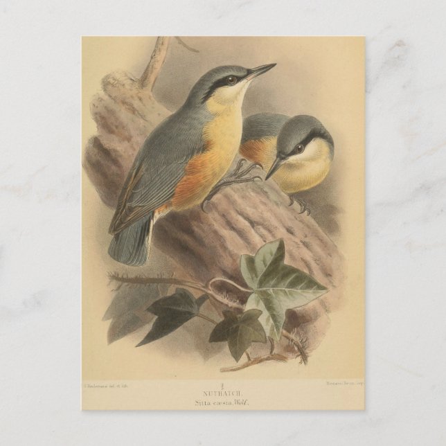 Postal Ilustracion vintage de Nuthatch (Anverso)