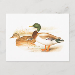 Postal Ilustración Vintage de Pato Real