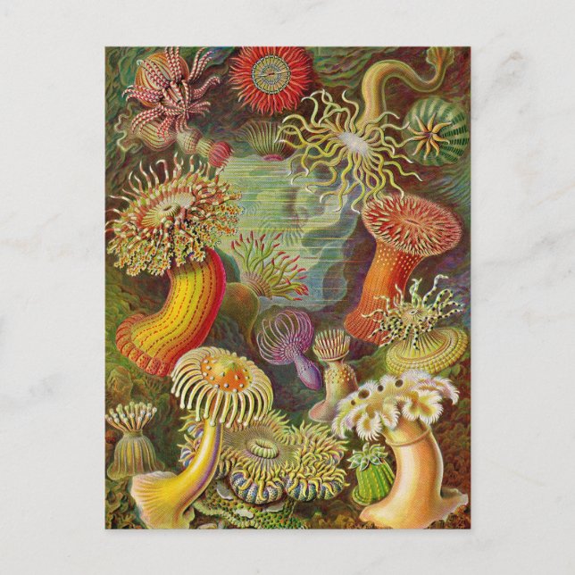 Postal Ilustracion Vintage de Sea Anemones (Anverso)