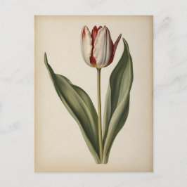Postal Ilustración vintage de un tulipán