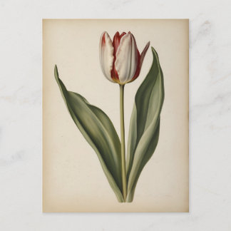 Postal Ilustración vintage de un tulipán