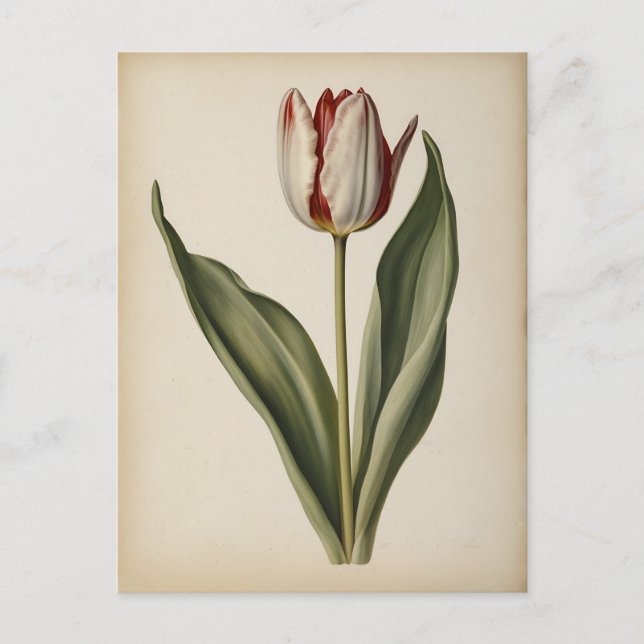 Postal Ilustración vintage de un tulipán (Anverso)