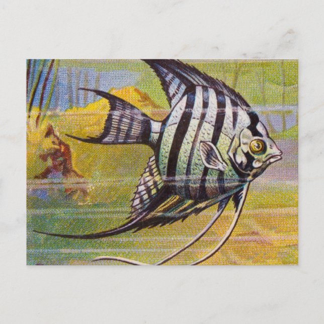 Postal Ilustracion Vintage De Una Angelfish (Anverso)
