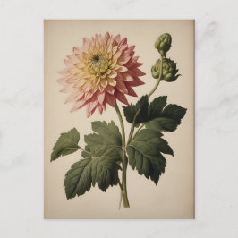 Postal Ilustración vintage de una dalia