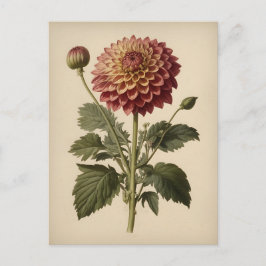 Postal Ilustración vintage de una dalia