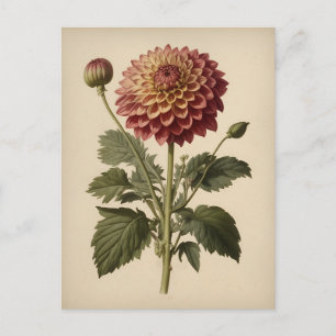 Postal Ilustración vintage de una dalia
