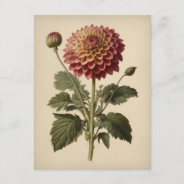 Postal Ilustración vintage de una dalia (Anverso)