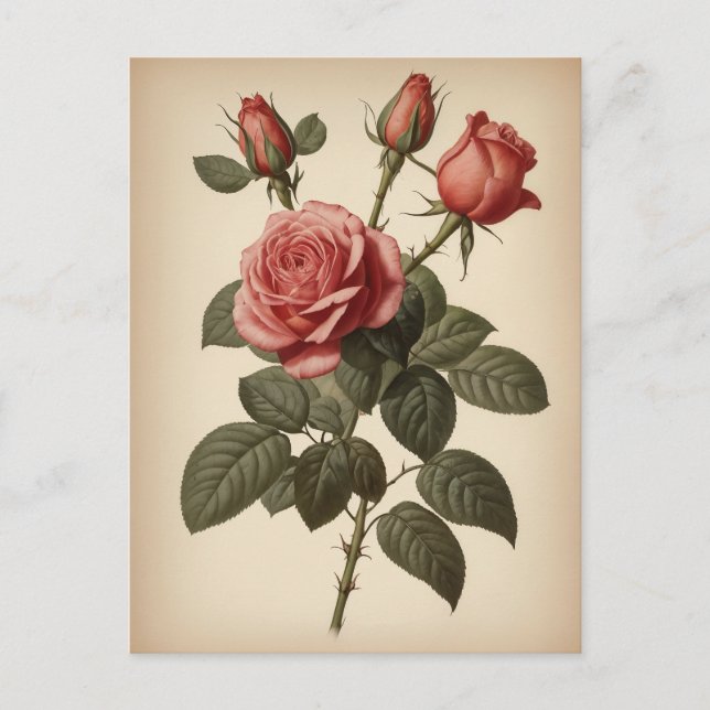 Postal Ilustración Vintage de una Rosa (Anverso)