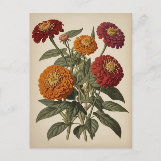 Postal Ilustración vintage de una zinnia  (Anverso)